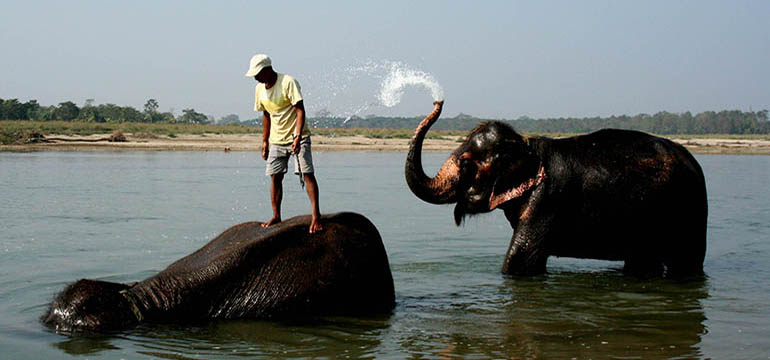 chitwan elephant bathing.jpg